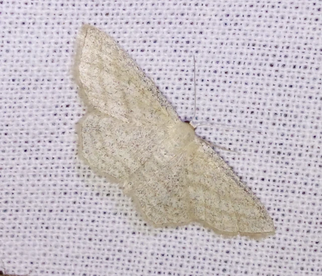Scopula virgulata - vesszős sávosaraszoló