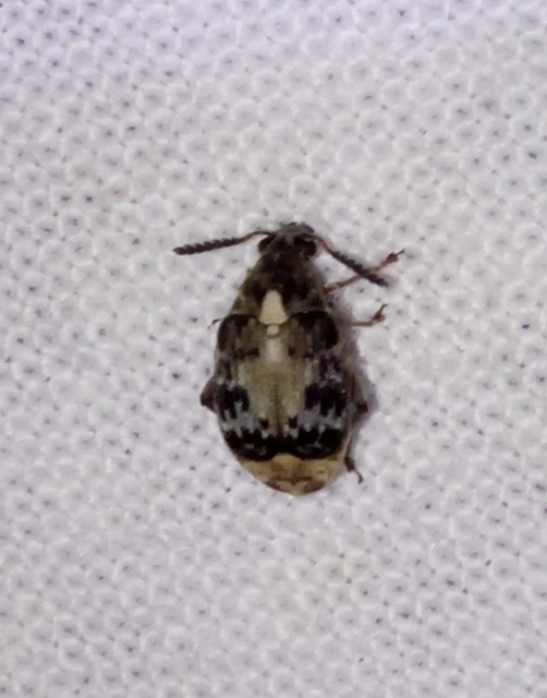 Megabruchidius dorsalis - foltoshátú lepényfazsizsik