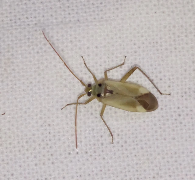 Adelphocoris lineolatus - lucernapoloska