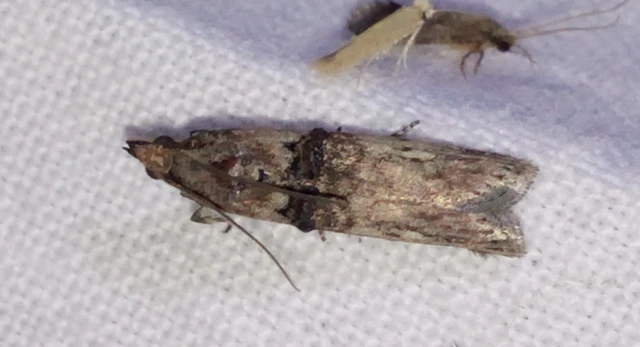 Nephopterix angustella - kecskerágó-karcsúmoly