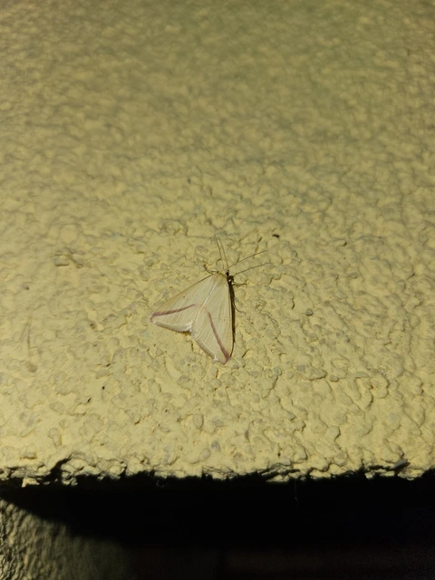 Rhodometra sacraria - rózsacsíkos araszoló