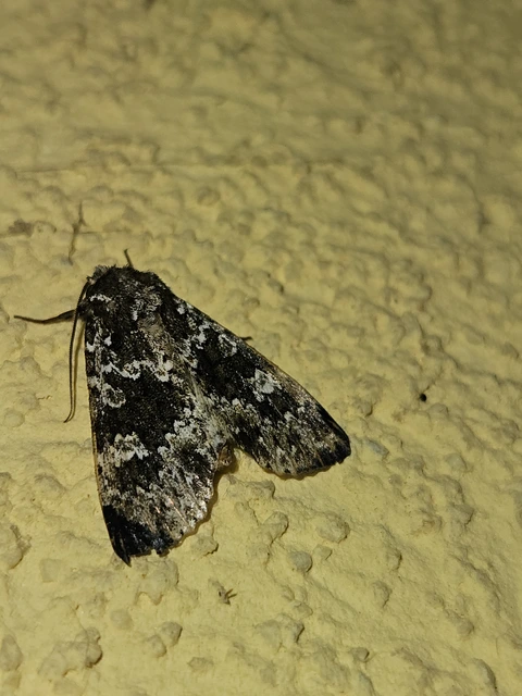 Polymixis polymita - kankalin-tarkabagoly