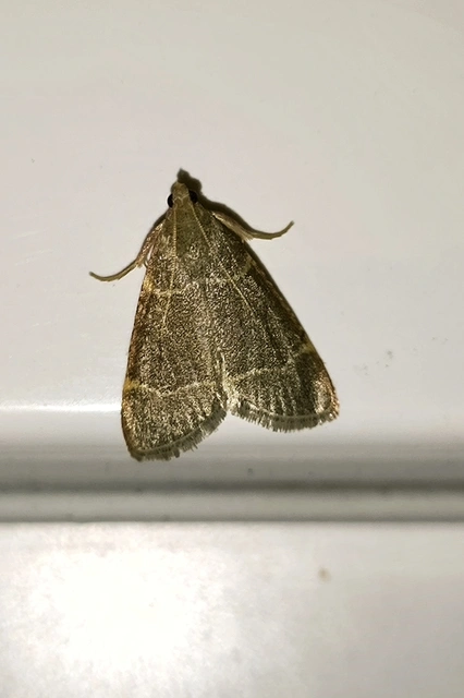 Hypsopygia glaucinalis - rezes fényilonca