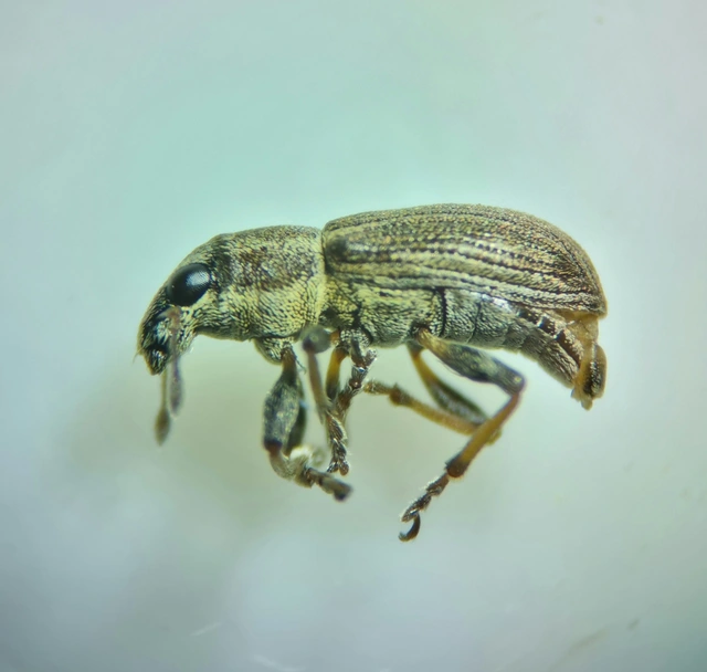 Sitona lateralis - iglice-csipkézőbogár
