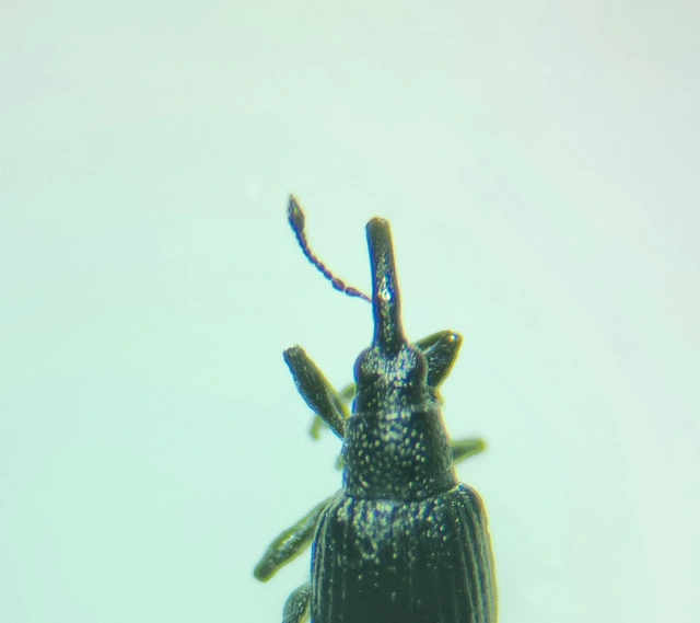 Betulapion simile - nyírfa-cickányormányos Betulapion simile - nyírfa-cickányormányos