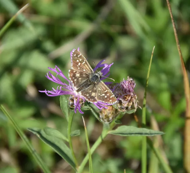 Pyrgus armoricanus - feles busalepke