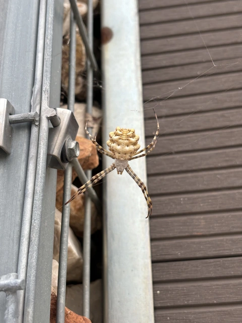 Argiope lobata - karéjos keresztespók