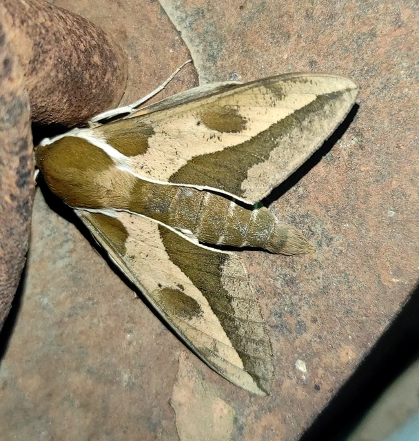 Hyles euphorbiae - kutyatejszender
