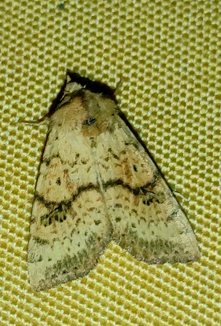 Tiliacea sulphurago - kénes sárgabagoly