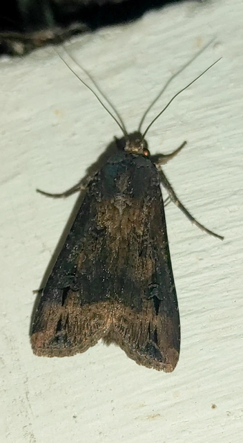 Agrotis ipsilon - nagy földibagoly