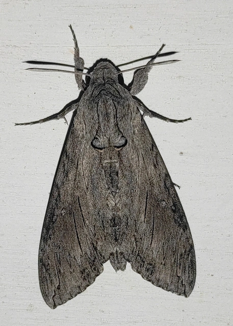 Agrius convolvuli - szulákszender