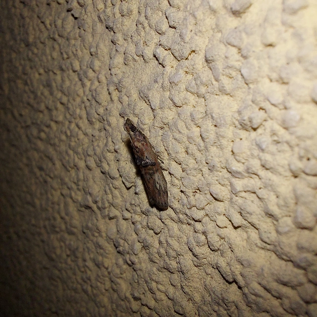 Nephopterix angustella - kecskerágó-karcsúmoly