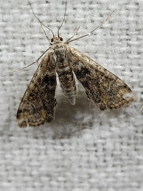Cataclysta lemnata - békalencsemoly