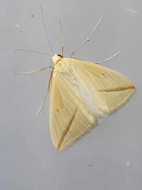Rhodometra sacraria - rózsacsíkos araszoló
