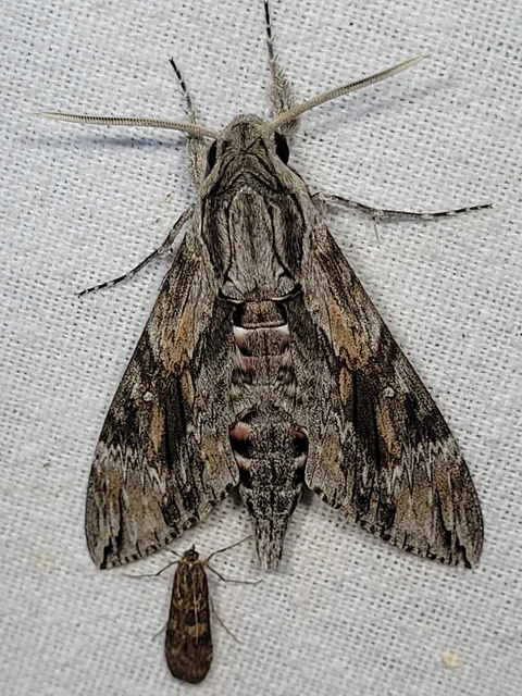 Agrius convolvuli - szulákszender