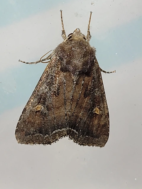 Lacanobia oleracea - saláta-kertibagoly