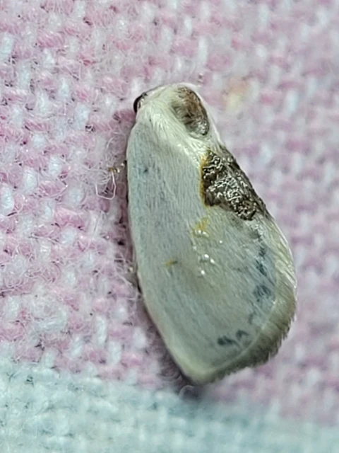 Cilix glaucata - törpe sarlósszövő