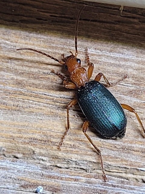 Brachinus crepitans - nagy pöfögőfutrinka