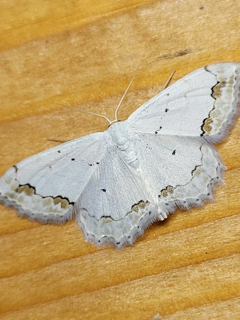 Scopula ornata - díszes fehéraraszoló