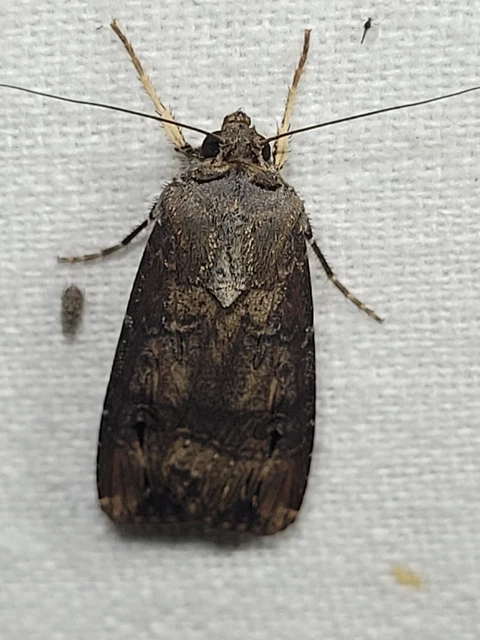 Agrotis ipsilon - nagy földibagoly