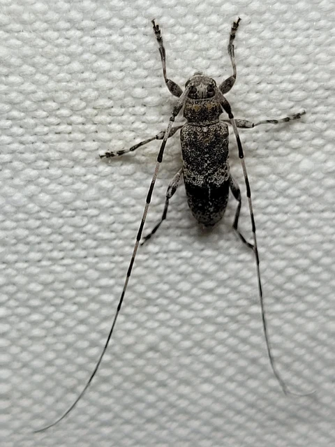 Acanthocinus griseus - szürke daliáscincér