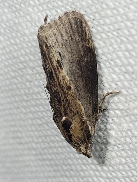 Galleria mellonella - nagy viaszmoly