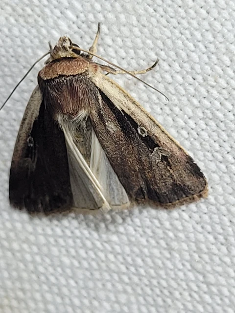 Ochropleura plecta - fehérszegélyű fűbagoly