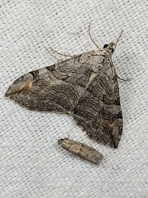 Aplocera efformata/plagiata