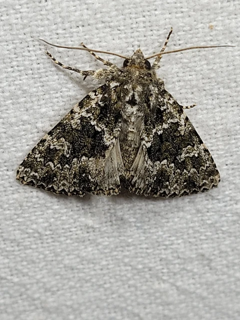 Polymixis polymita - kankalin-tarkabagoly