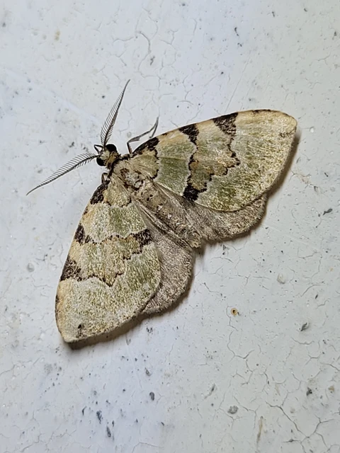 Colostygia pectinataria - zöld levélaraszoló