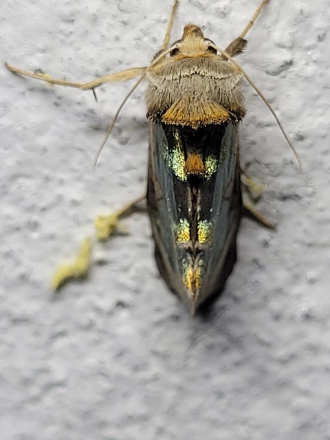 Diachrysia zosimi - nemes aranybagoly