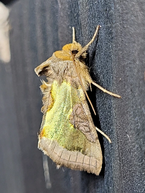 Diachrysia stenochrysis - rejtőző aranybagoly