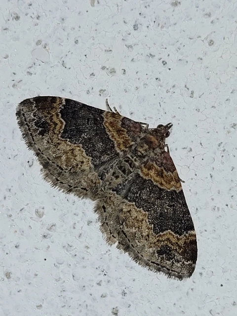 Xanthorhoe ferrugata - kerti tarkaaraszoló Xanthorhoe ferrugata - kerti tarkaaraszoló