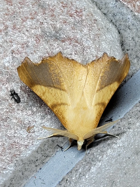 Ennomos fuscantaria - kőris-levélaraszoló