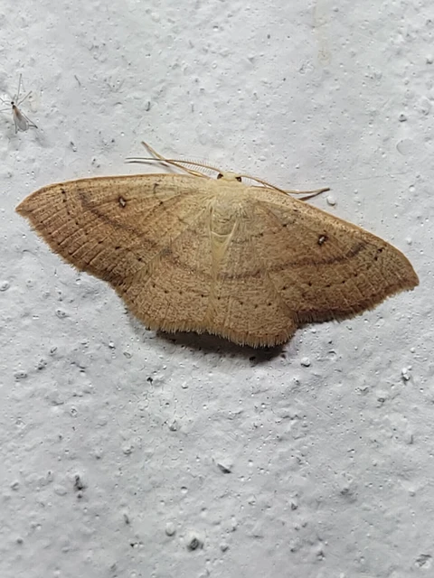 Cyclophora linearia - vonalas pettyesaraszoló