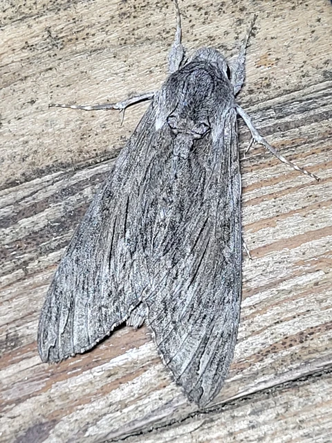 Agrius convolvuli - szulákszender