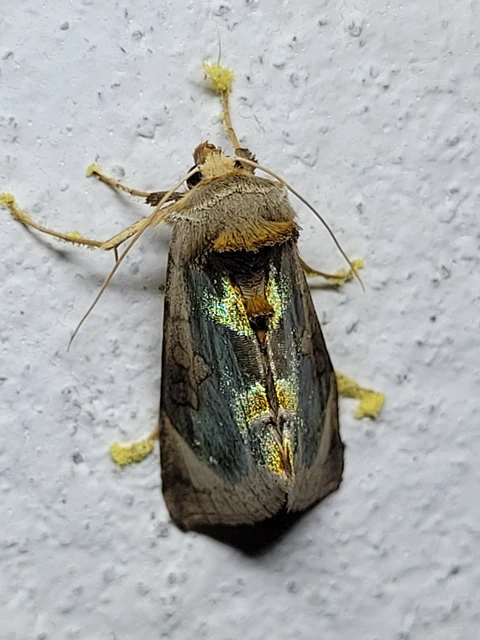 Diachrysia zosimi - nemes aranybagoly