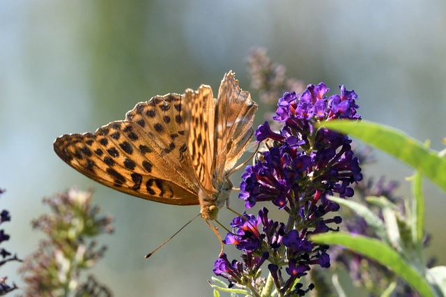 Argynnis paphia - nagy gyöngyházlepke