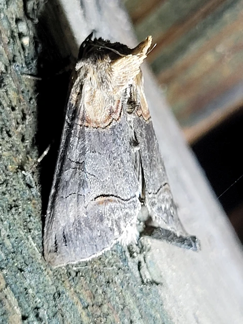 Abrostola triplasia - közönséges csalánbagoly