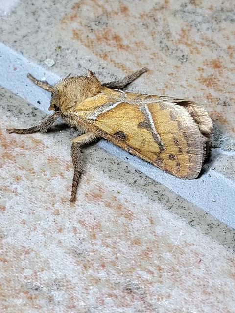 Triodia sylvina - kis gyökérrágólepke