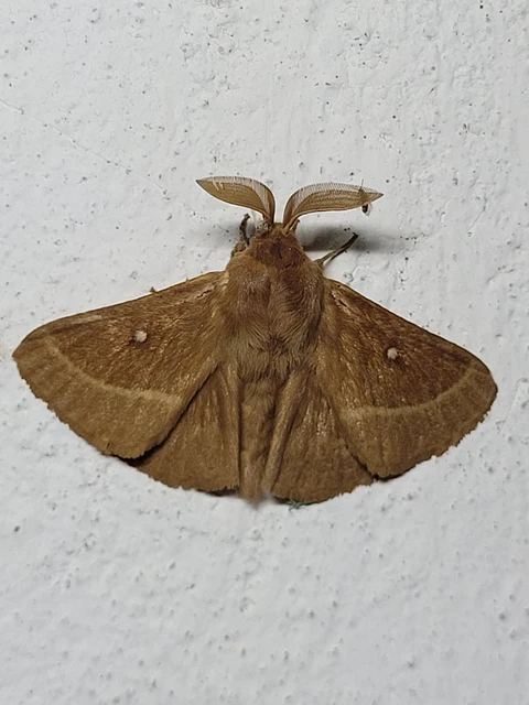 Lasiocampa trifolii - lóhereszövő