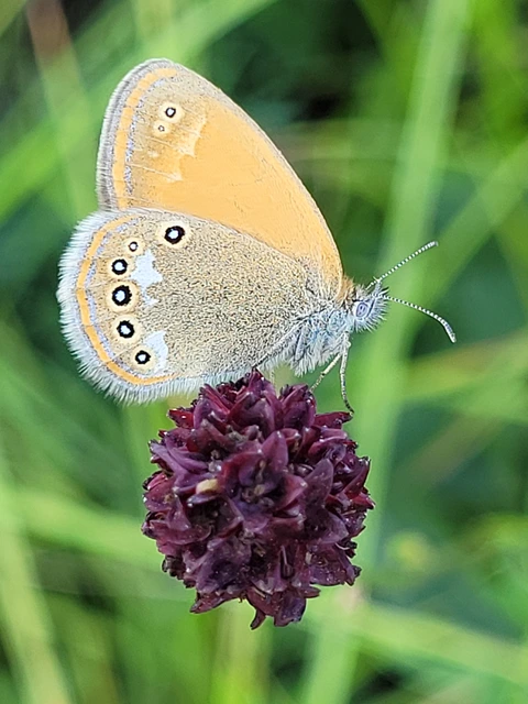 Coenonympha glycerion - közönséges szénalepke