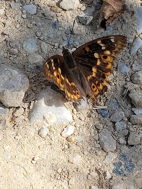 Apatura ilia - kis színjátszólepke