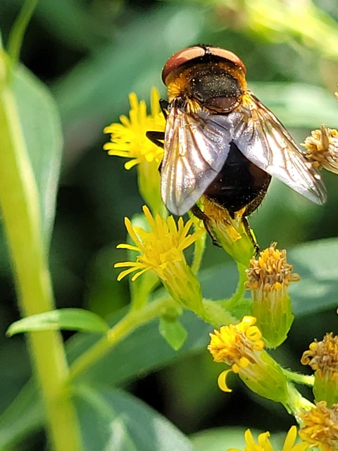 Phasia