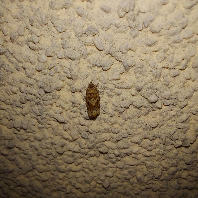 Argyrotaenia ljungiana - ékes sodrómoly