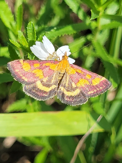 Pyrausta purpuralis - közönséges bíbormoly