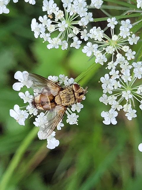 Frontina laeta