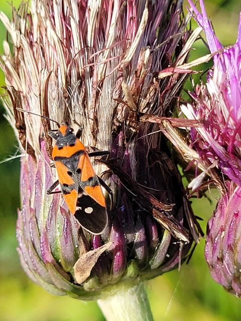 Lygaeus equestris/simulans