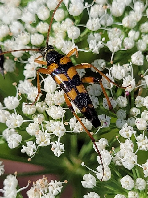 Strangalia attenuata - nyurgacincér