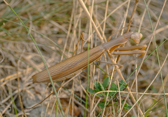 Mantis religiosa - imádkozósáska